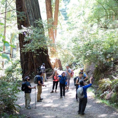 Visitor on a guided tour at Muir Woods National Monument