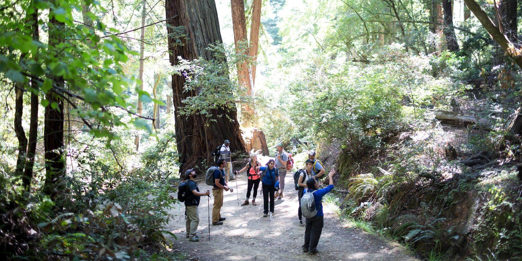 Visitors walking the trail through the redwoods at Muir Woods