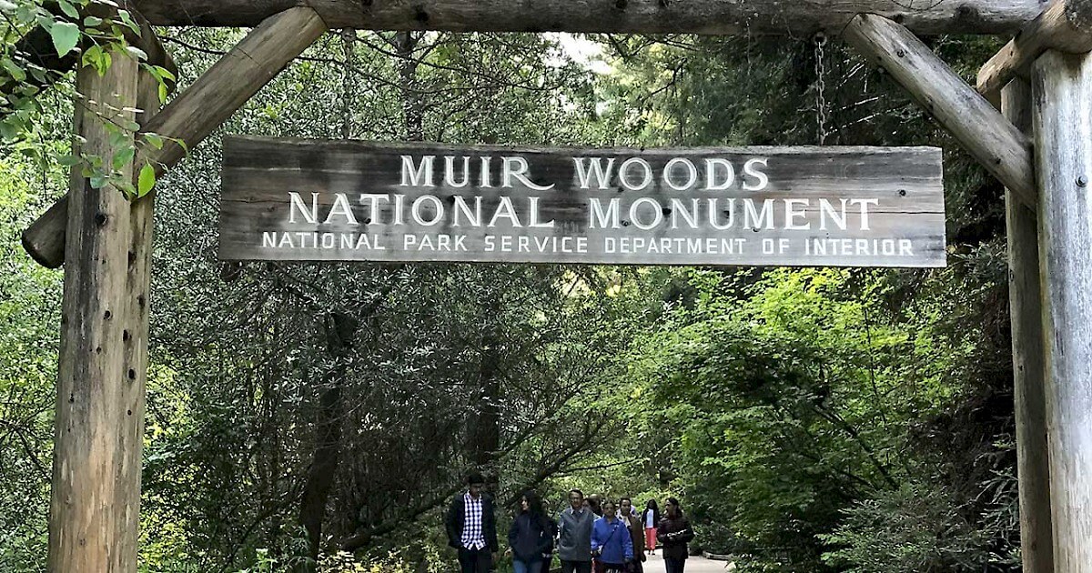 Muir Woods boardwalk trail winding through the ancient redwood forest