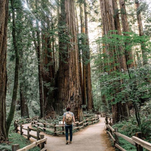 Coast redwoods along the Muir Woods main trail