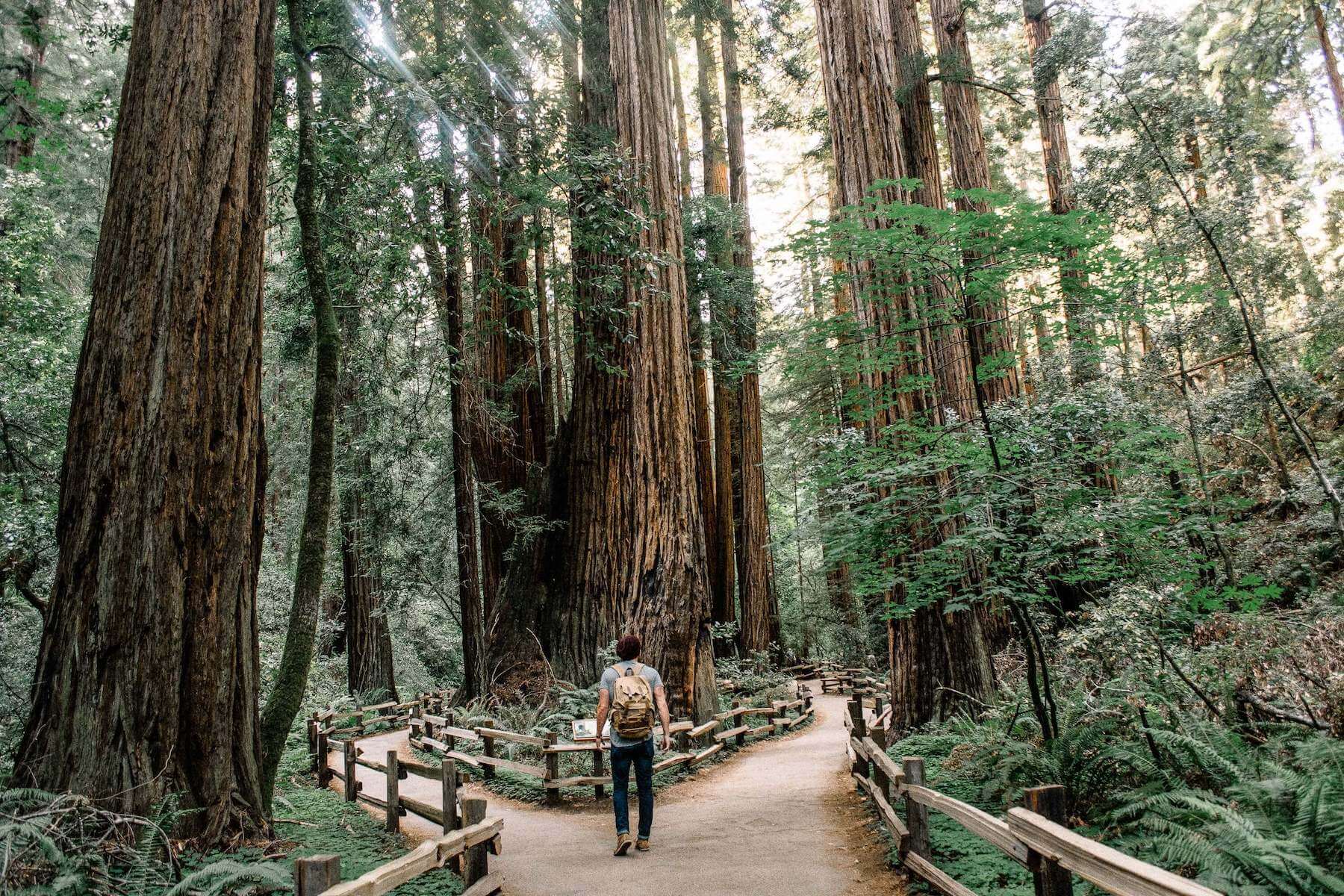 Coast redwoods along the Muir Woods main trail