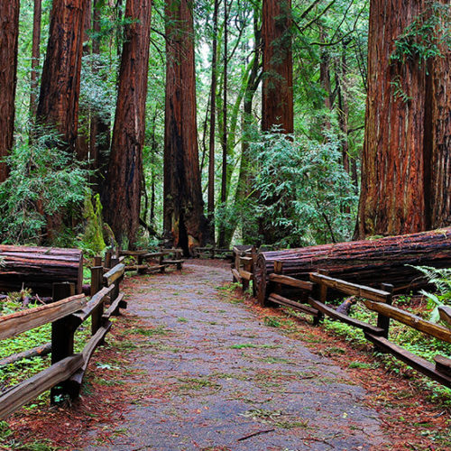 Old-growth coast redwood canopy at Muir Woods National Monument