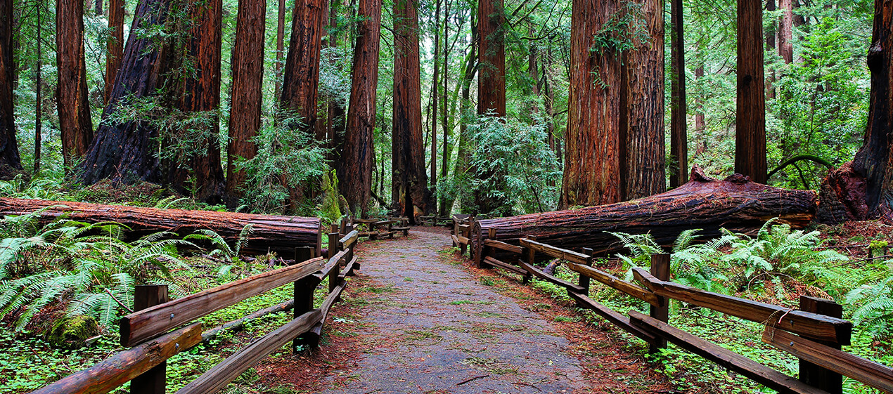 Old-growth coast redwood canopy at Muir Woods National Monument