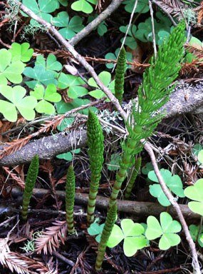 Horsetail fern in the Muir Woods understory