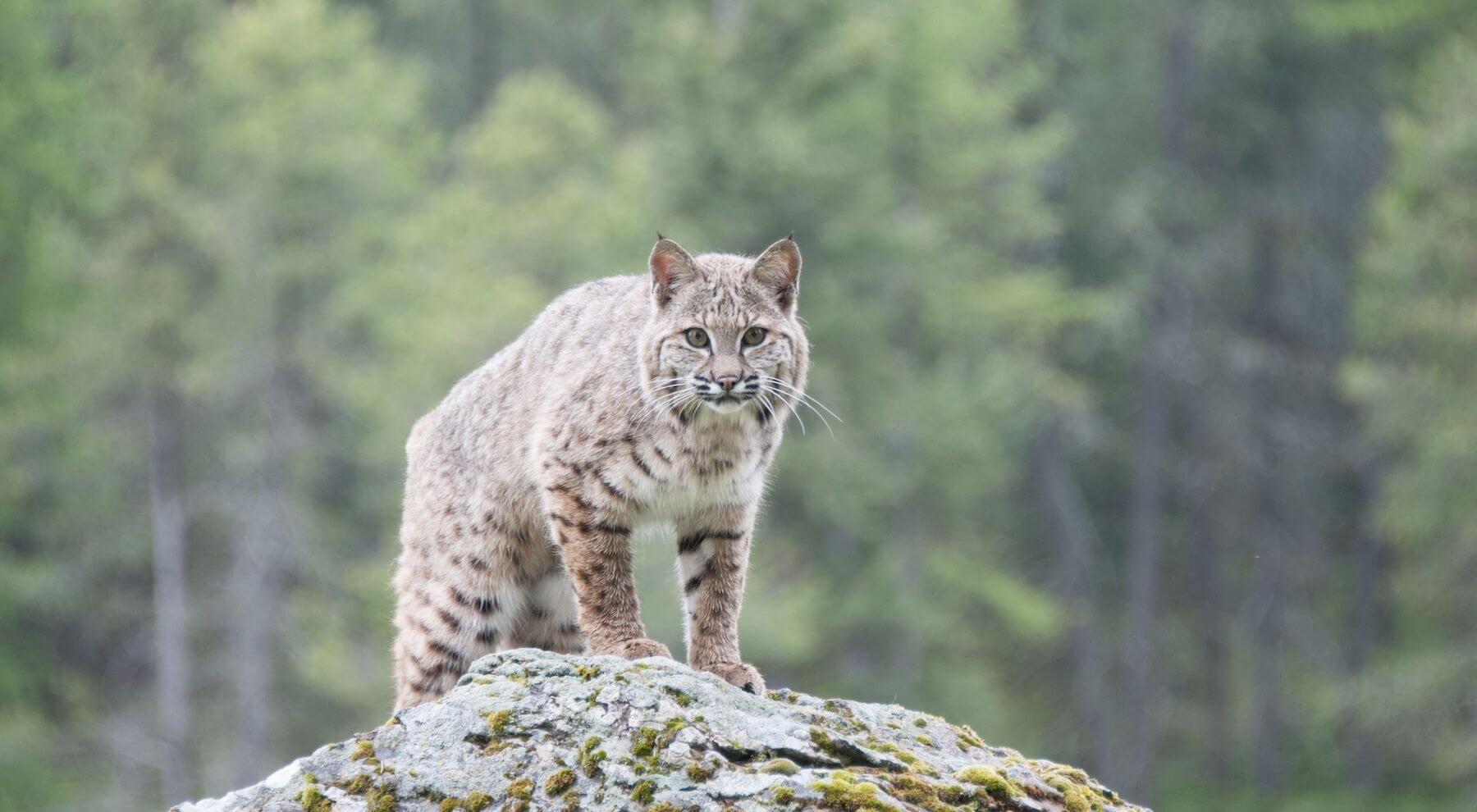 Bobcat photographed in the Muir Woods watershed