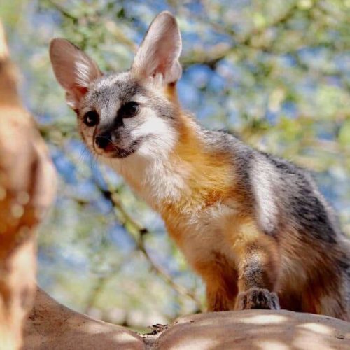 Wildlife viewing at Muir Woods National Monument
