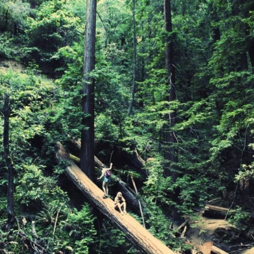 Historic photograph of Muir Woods National Monument