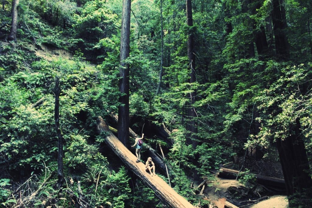 Historic photograph of Muir Woods National Monument