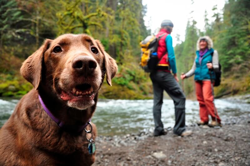 Dogs are not permitted at Muir Woods National Monument