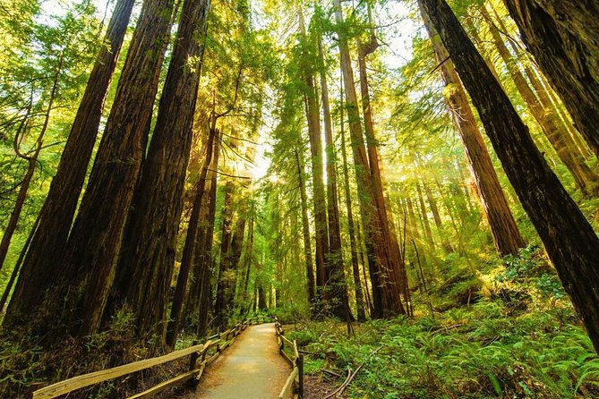 Golden Gate Bridge, Muir Woods and Sausalito tour