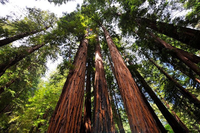 Muir Woods and Sausalito morning tour